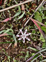Eight nancy (Wurmbea tenella)