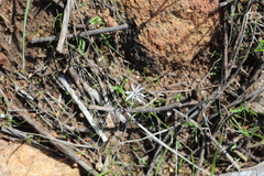 Eight nancy (Wurmbea tenella)