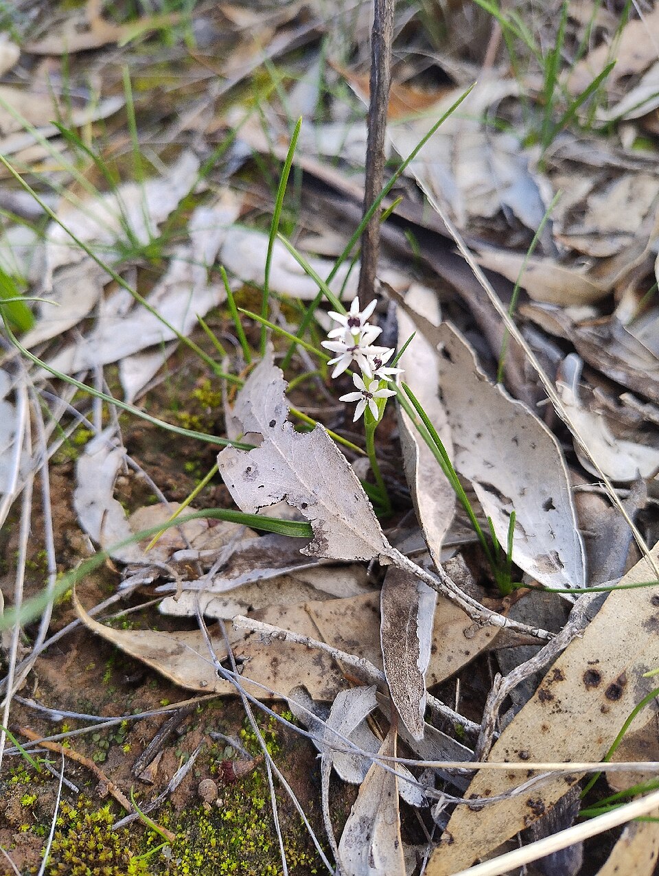 Wurmbea uniflora: Wurmbea uniflora in flower near Teddywaddy, VIC