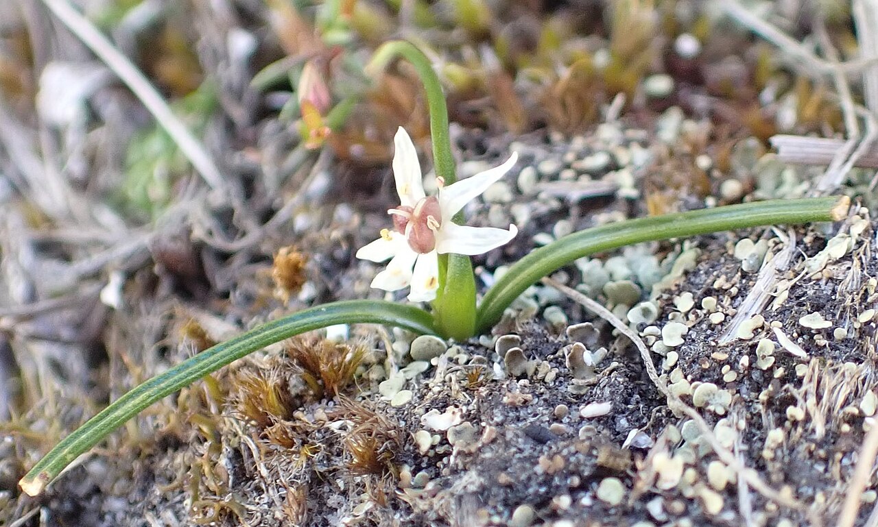 Wurmbea uniflora: Wurmbea uniflora in Australia