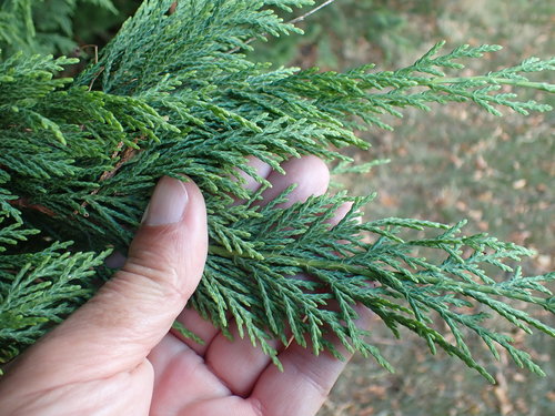 Leyland cypress (× Hesperotropsis leylandii)