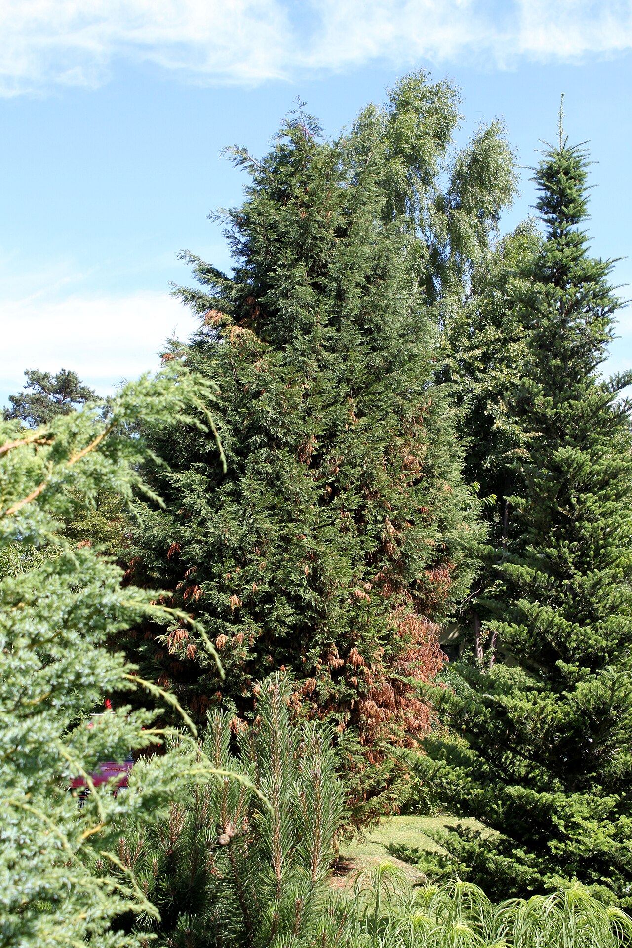 Leyland cypress: Leyland Cypress ( × Cupressocyparis leylandii ) in Marki , Poland