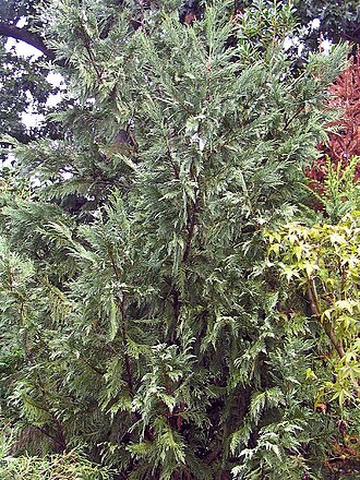 Leyland cypress: Location taken: <a href=" http://www.merrifieldgardencenter.com/ " target="_blank">Merrifield Garden Center</a>, Merrifield VA USA. Names: × Cupressocyparis ley