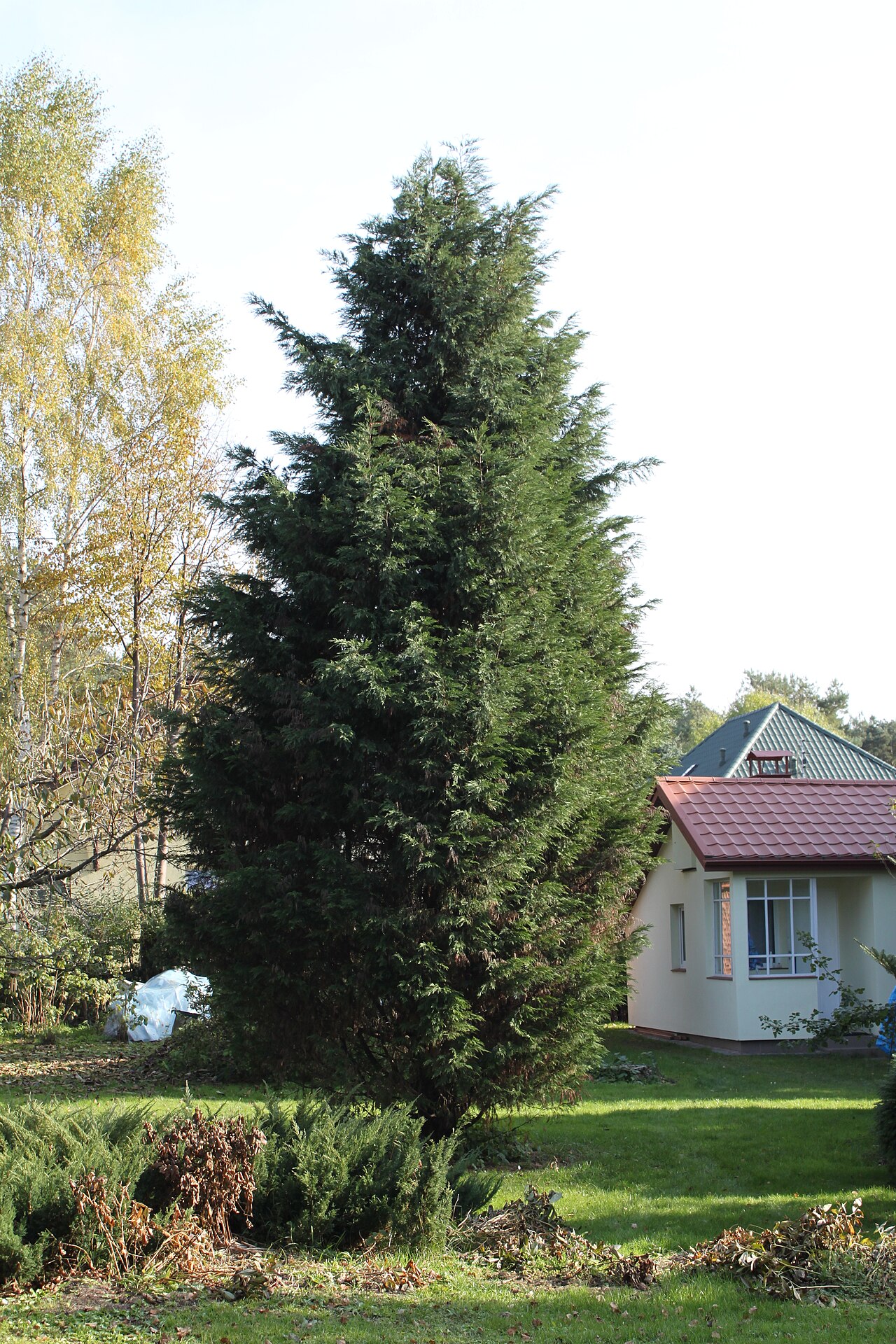 Leyland cypress: Leyland Cypress ( Cupressus × leylandii syn × Cupressocyparis leylandii ) in Marki , Poland
