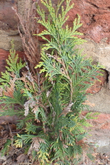 Leyland cypress (× Hesperotropsis leylandii)