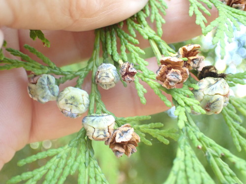 Leyland cypress (× Hesperotropsis leylandii)