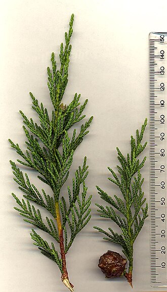 Leyland cypress (× Hesperotropsis leylandii)