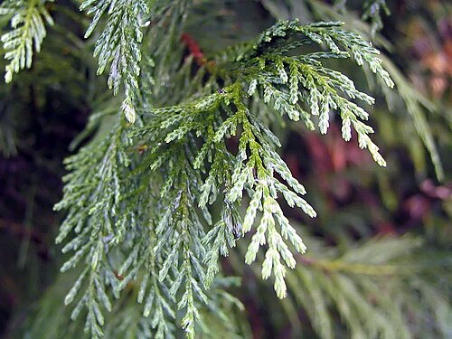 Leyland cypress: Location taken: <a href=" http://www.merrifieldgardencenter.com/ " target="_blank">Merrifield Garden Center</a>, Merrifield VA USA. Names: × Cupressocyparis ley