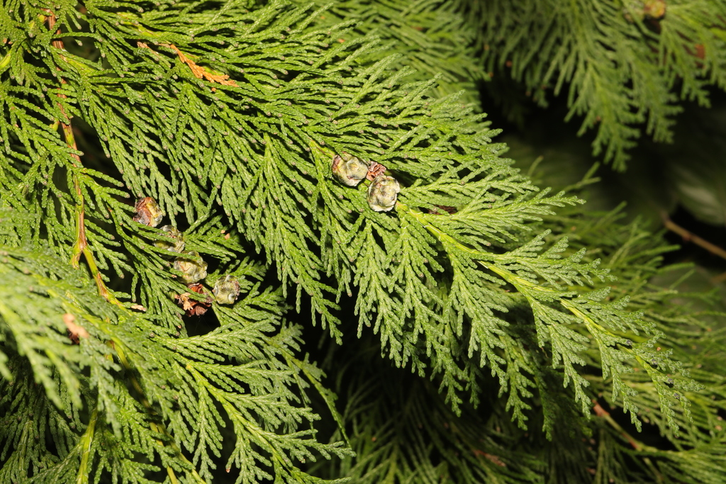 Leyland cypress (× Hesperotropsis leylandii)