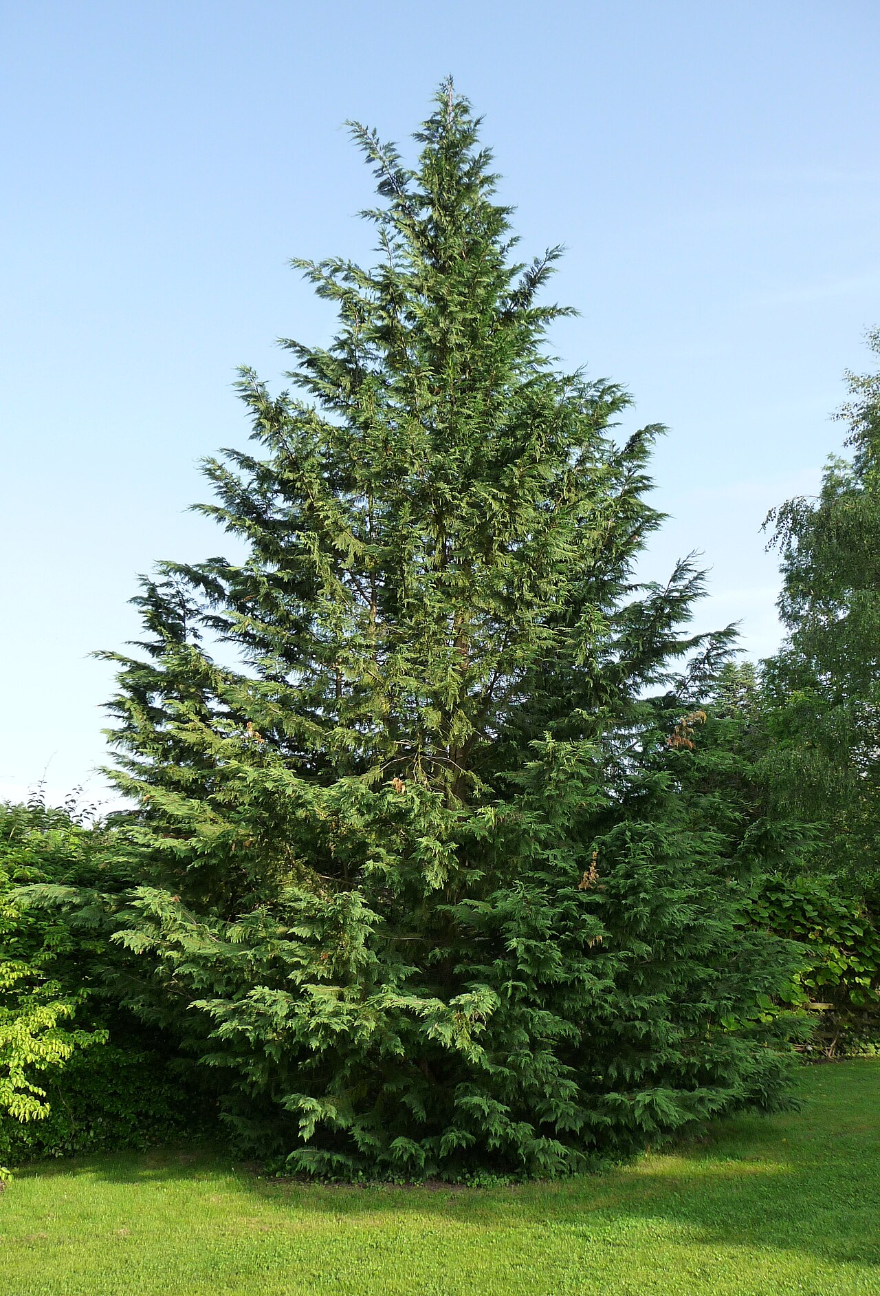 Leyland cypress: x Cupressocyparis leylandii
