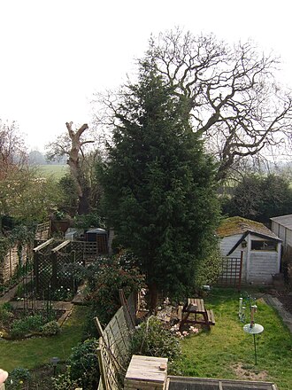 Leyland cypress: Cupressus × leylandii
