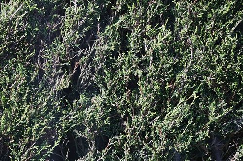 Leyland cypress (× Hesperotropsis leylandii)
