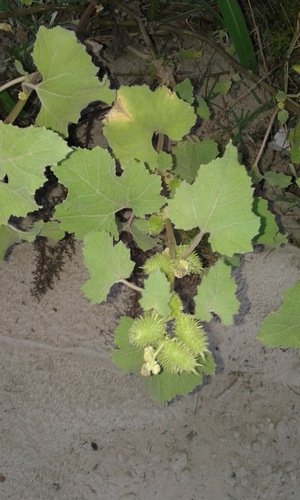 Xanthium cavanillesii (Xanthium cavanillesii)