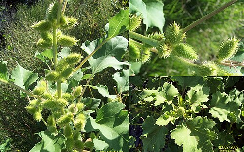 Xanthium cavanillesii: Nombre vulgar: "Abrojo", "abrojo grande", "abrojo macho", "bardana común"Fotos tomadas al margen del lago de Palmar y al márgen de la ruta 55 en Palmar, departa
