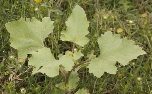 Xanthium cavanillesii (Xanthium cavanillesii)