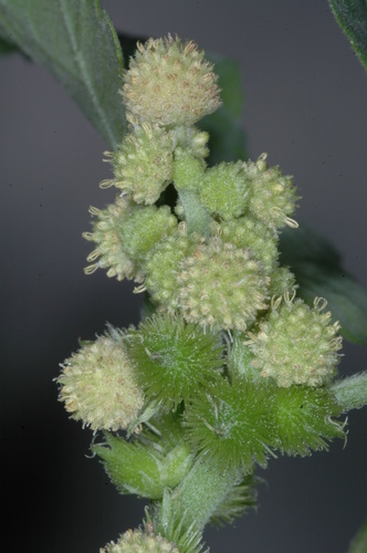 Xanthium cavanillesii (Xanthium cavanillesii)