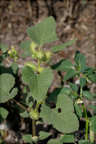 Xanthium cavanillesii (Xanthium cavanillesii)