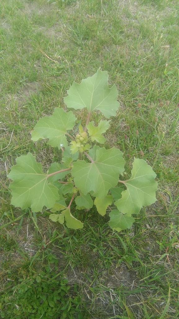 Xanthium cavanillesii (Xanthium cavanillesii)