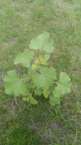 Xanthium cavanillesii (Xanthium cavanillesii)