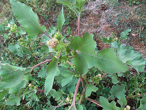 Xanthium cavanillesii: Bothersome burr weed, cursed under names such as Trun, Clonqui and Abrojo Grande. In context at www.dixpix.ca/sth_cordillera/flora/aster_thistlevine/inde...