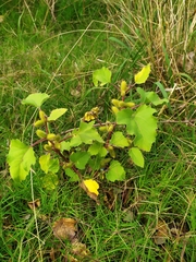 Xanthium cavanillesii (Xanthium cavanillesii)
