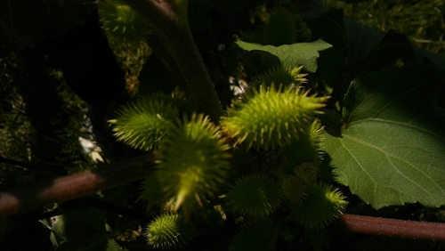 Xanthium cavanillesii (Xanthium cavanillesii)
