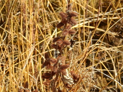 Xanthium cavanillesii (Xanthium cavanillesii)