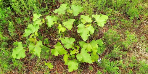 Xanthium cavanillesii (Xanthium cavanillesii)