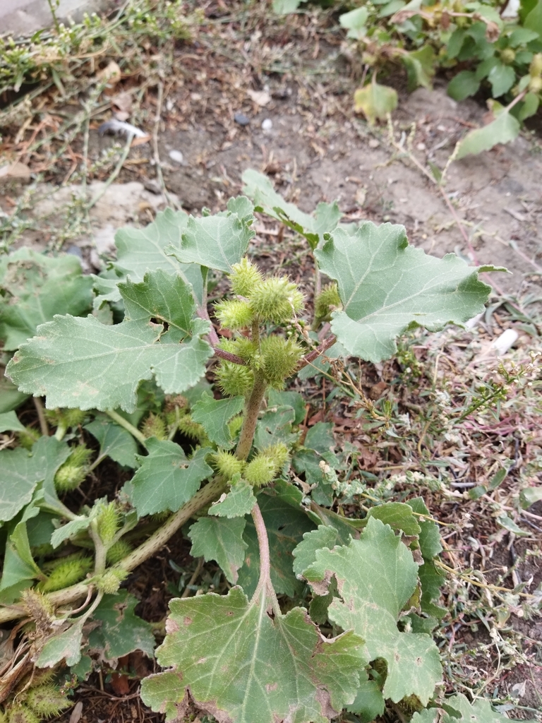 Common cockleburr (Xanthium orientale)