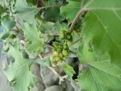 Common cockleburr (Xanthium orientale)