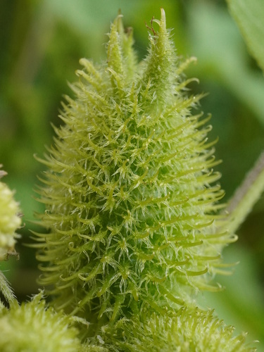 Common cockleburr (Xanthium orientale)