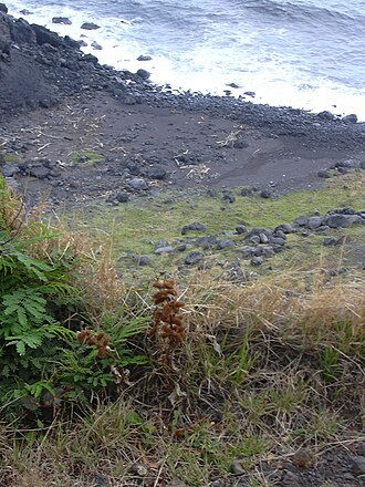 Common cockleburr: Xanthium strumarium var. canadense (burs). Location: Maui, Manawainui