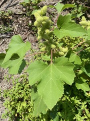 Common cockleburr (Xanthium orientale)