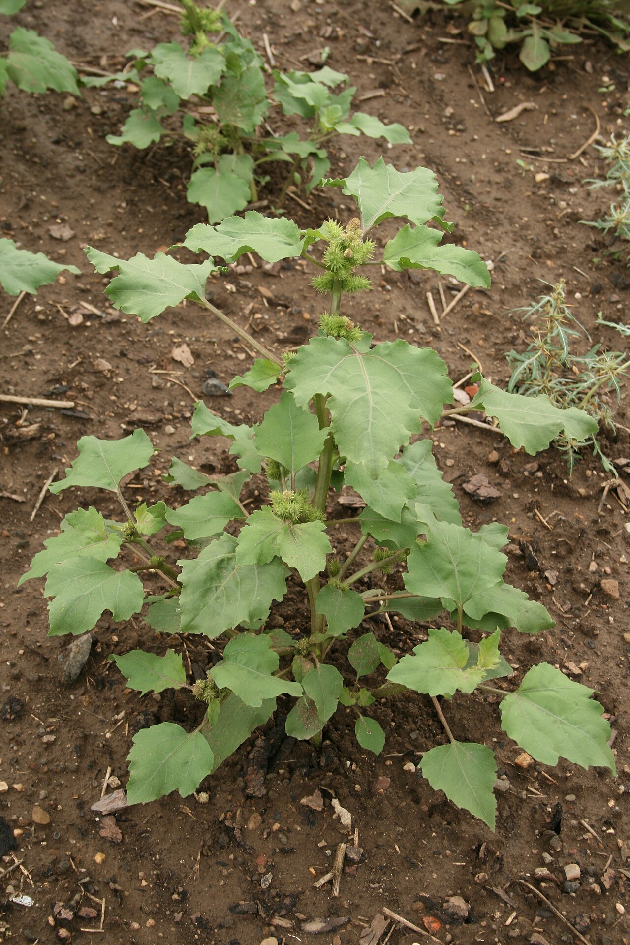 Common cockleburr: Xanthium orientale