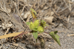 Common cockleburr (Xanthium orientale)