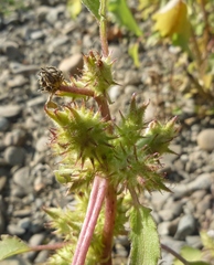 Common cockleburr (Xanthium orientale)