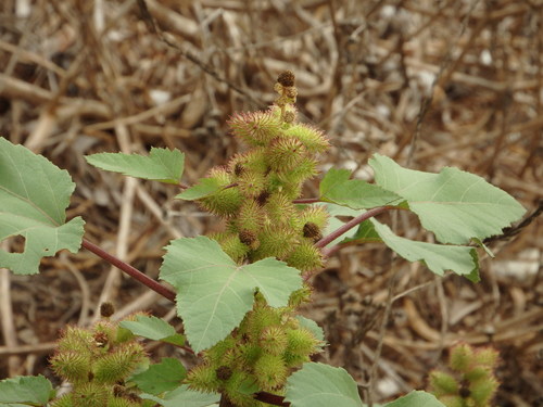 Common cockleburr (Xanthium orientale)