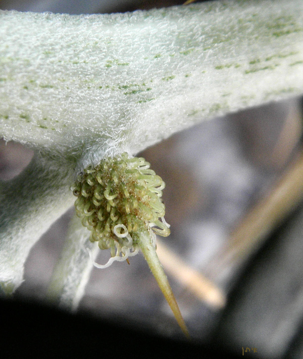 Spiny clotbur: Xanthium spinosum - pistillate (female) flower. Daggerweed לכיד קוצני - פרח עליני. נחל השופט