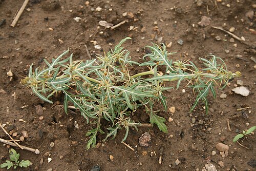 Spiny clotbur: Xanthium spinosum