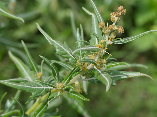 Spiny clotbur (Xanthium spinosum)