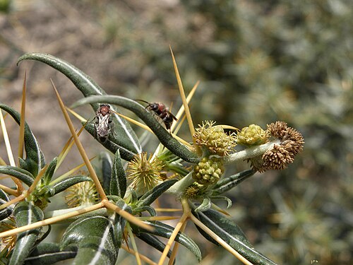Spiny clotbur: Xanthium spinosum - the staminate (male) flowers on the right Daggerweed לכיד קוצני - פרחים אבקניים מימין. נחל השופט