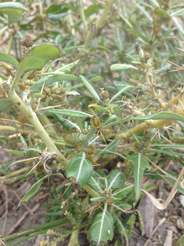 Spiny clotbur (Xanthium spinosum)