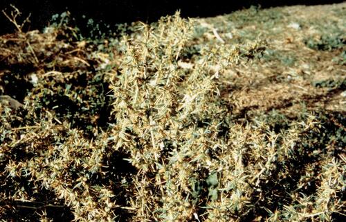 Spiny clotbur (Xanthium spinosum)