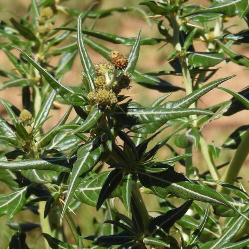 Spiny clotbur (Xanthium spinosum)