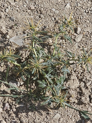 Spiny clotbur (Xanthium spinosum)