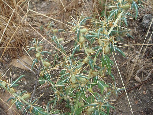 Spiny clotbur: Xanthium spinosum , La Torre (Ávila), España