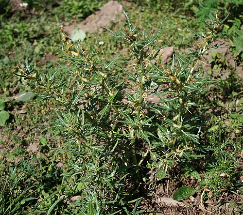 Spiny clotbur: Xanthium spinosum , Korbblütler (Asteraceae) – Georgien/საქართველო: Kleiner Kaukasus, S Patara Mitarbi, ca. 4 km NE Bakuriani/ბაკურიანი, ca. 1310 m s.m.