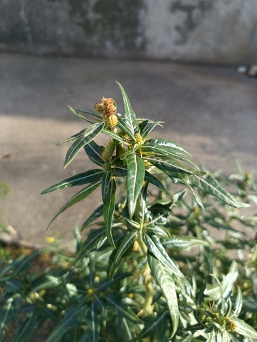 Spiny clotbur (Xanthium spinosum)