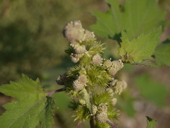 Rough cocklebur (Xanthium strumarium)