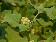 Rough cocklebur (Xanthium strumarium)
